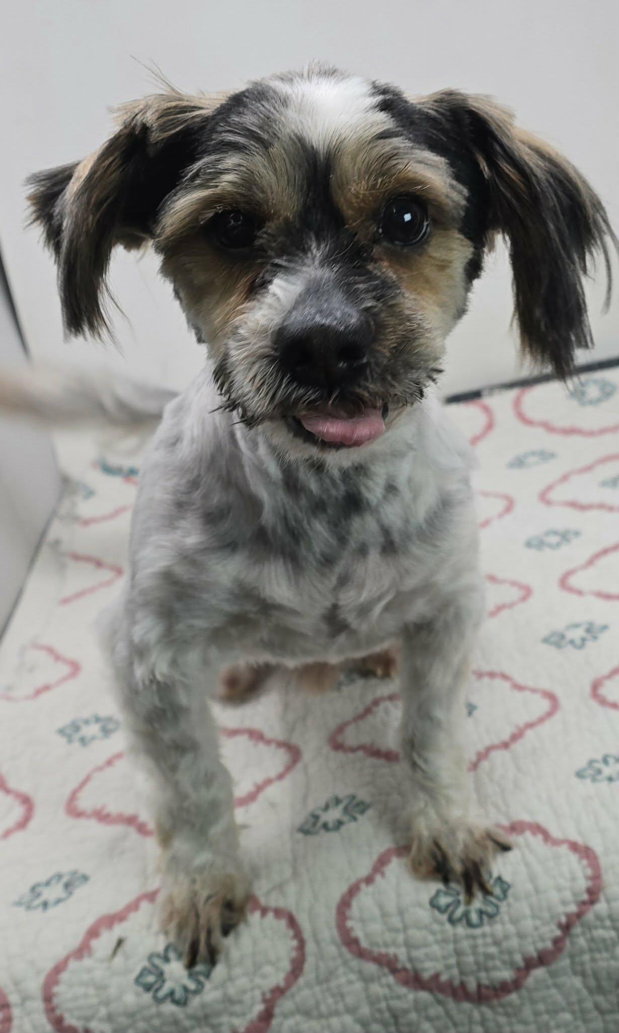 Enlarge Ira, an adopted mixed breed in New York, NY image 3/4