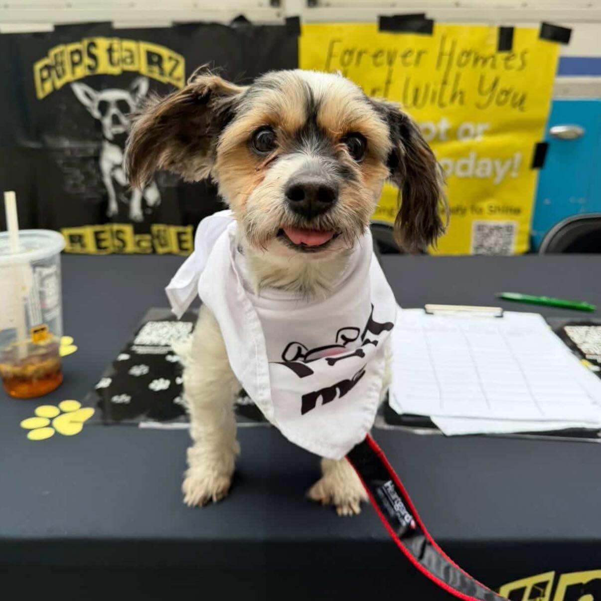 Ira, adopted, Adult Male Yorkshire Terrier & Shih Tzu.