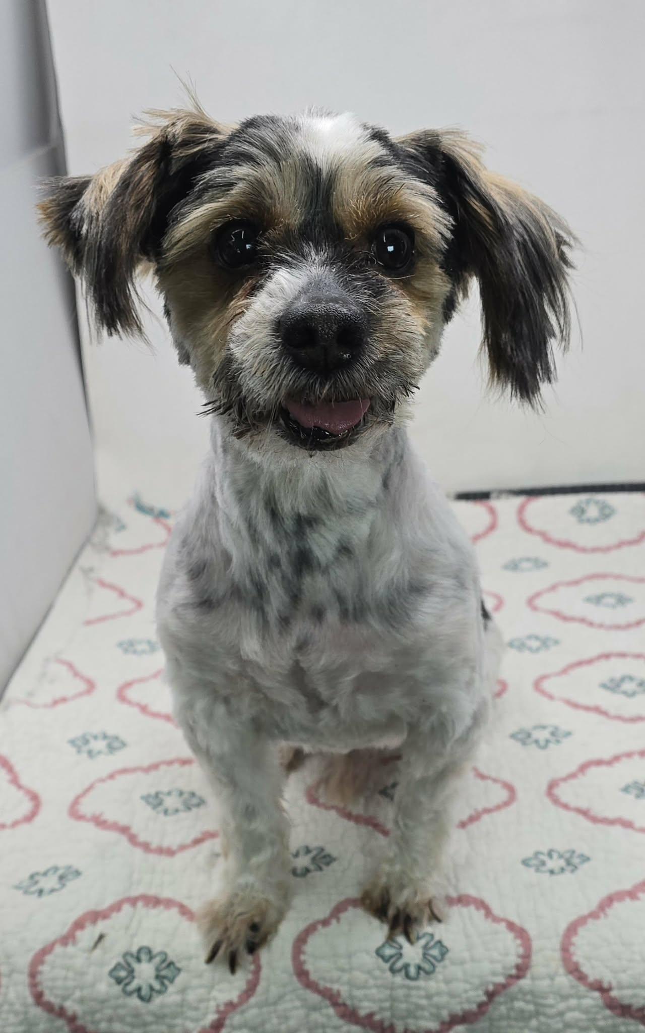 Enlarge Ira, an adopted mixed breed in New York, NY image 2/4