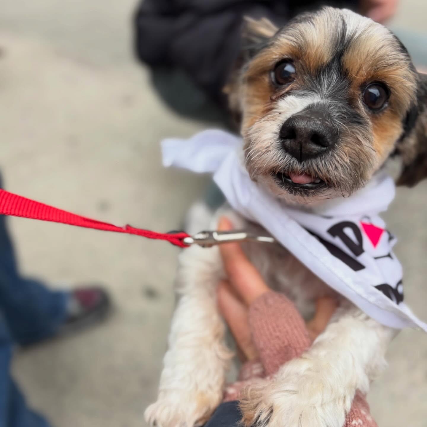 Enlarge Ira, an adopted mixed breed in New York, NY image 4/4