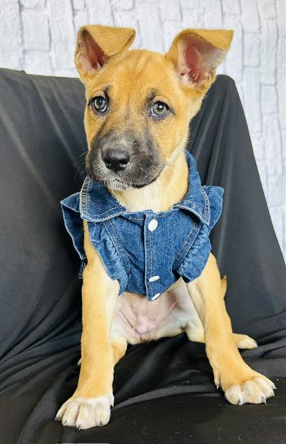 Biscuit — thumbnail 2