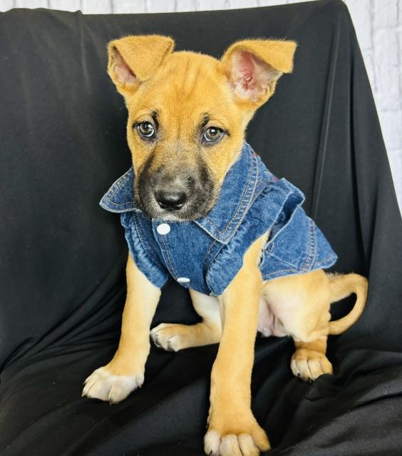 Biscuit — thumbnail 3