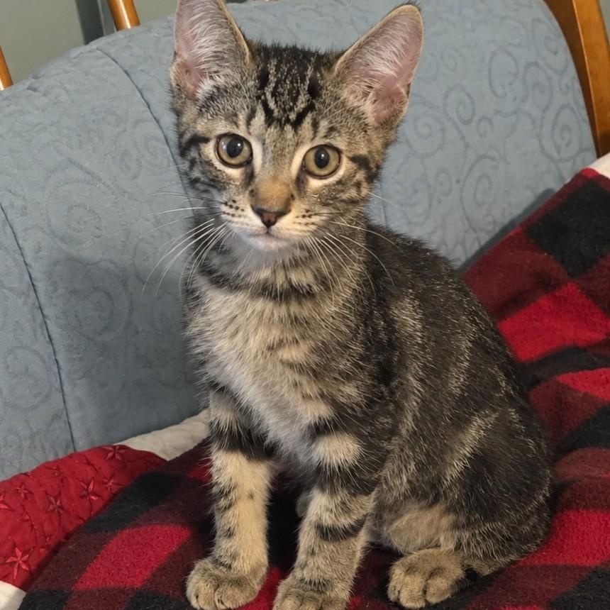 Enlarge Primrose, a Adoptable mixed breed in Moriches, NY image 1/4