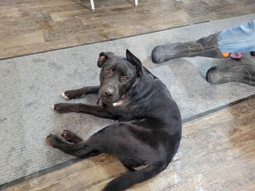 Enlarge RALEIGH 021-26, a ADOPTABLE mixed breed in Cambridge, OH image 3/3