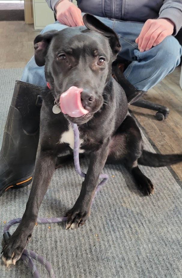 Enlarge RALEIGH 021-26, a ADOPTABLE mixed breed in Cambridge, OH image 1/3