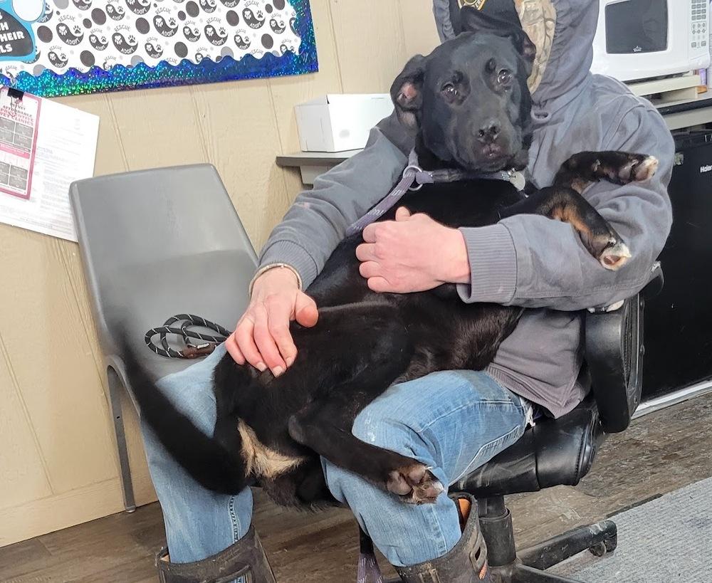 Enlarge RALEIGH 021-26, a ADOPTABLE mixed breed in Cambridge, OH image 2/3