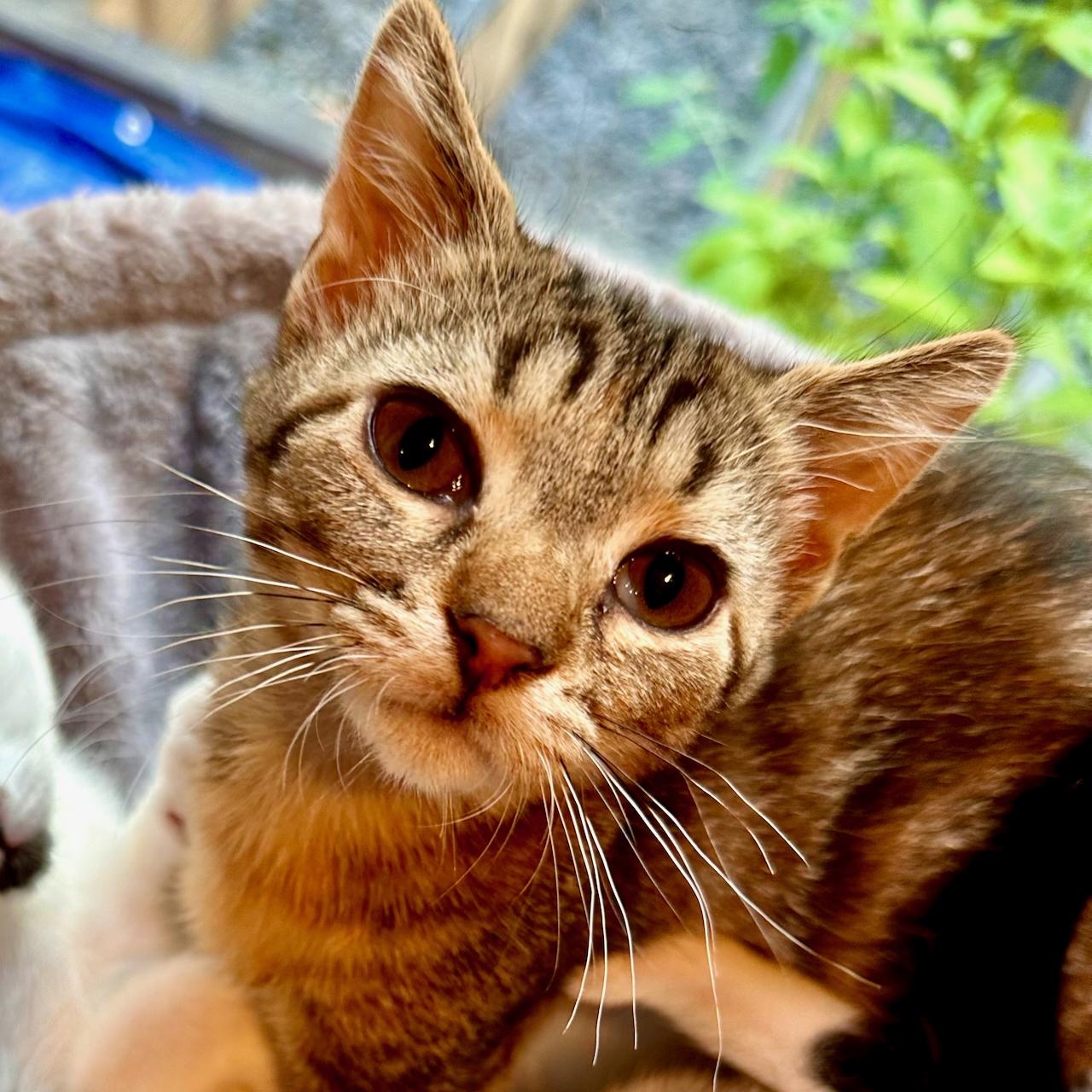 Birdie, Adopted, Kitten Female Domestic Short Hair & Torbie.
