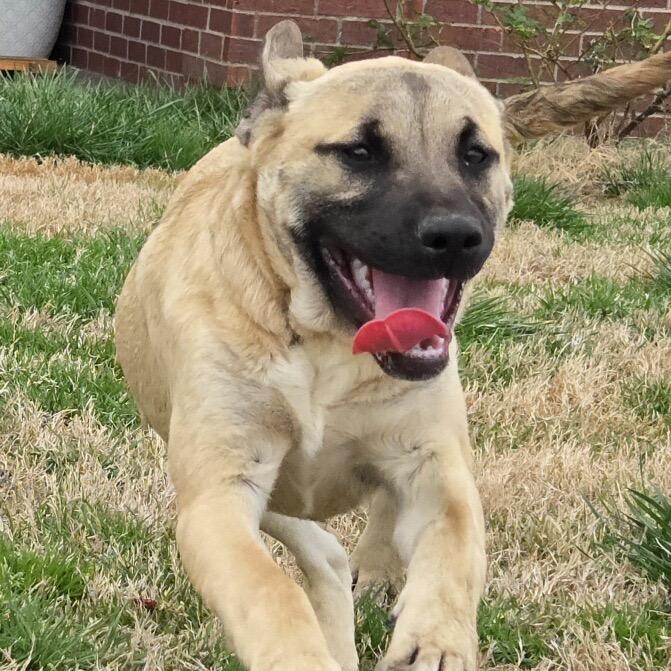 Enlarge Ruby, a Adoptable Mastiff in Des Moines, IA image 2/3