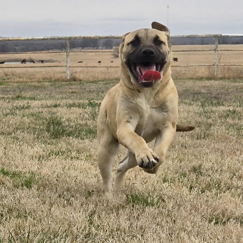 Enlarge Ruby, a Adoptable Mastiff in Des Moines, IA image 3/3