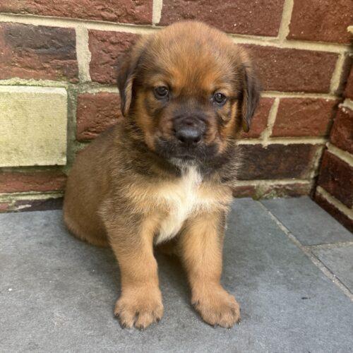 Enlarge Hubert, a Adoptable mixed breed in Lincolnshire, IL image 2/2