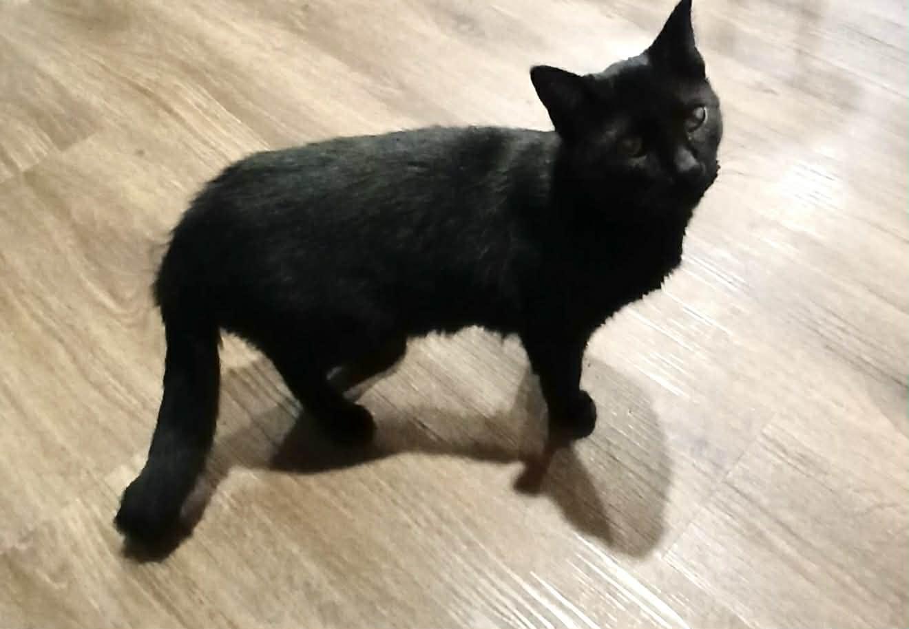 Max, Adoptable, Adult Male Domestic Short Hair.