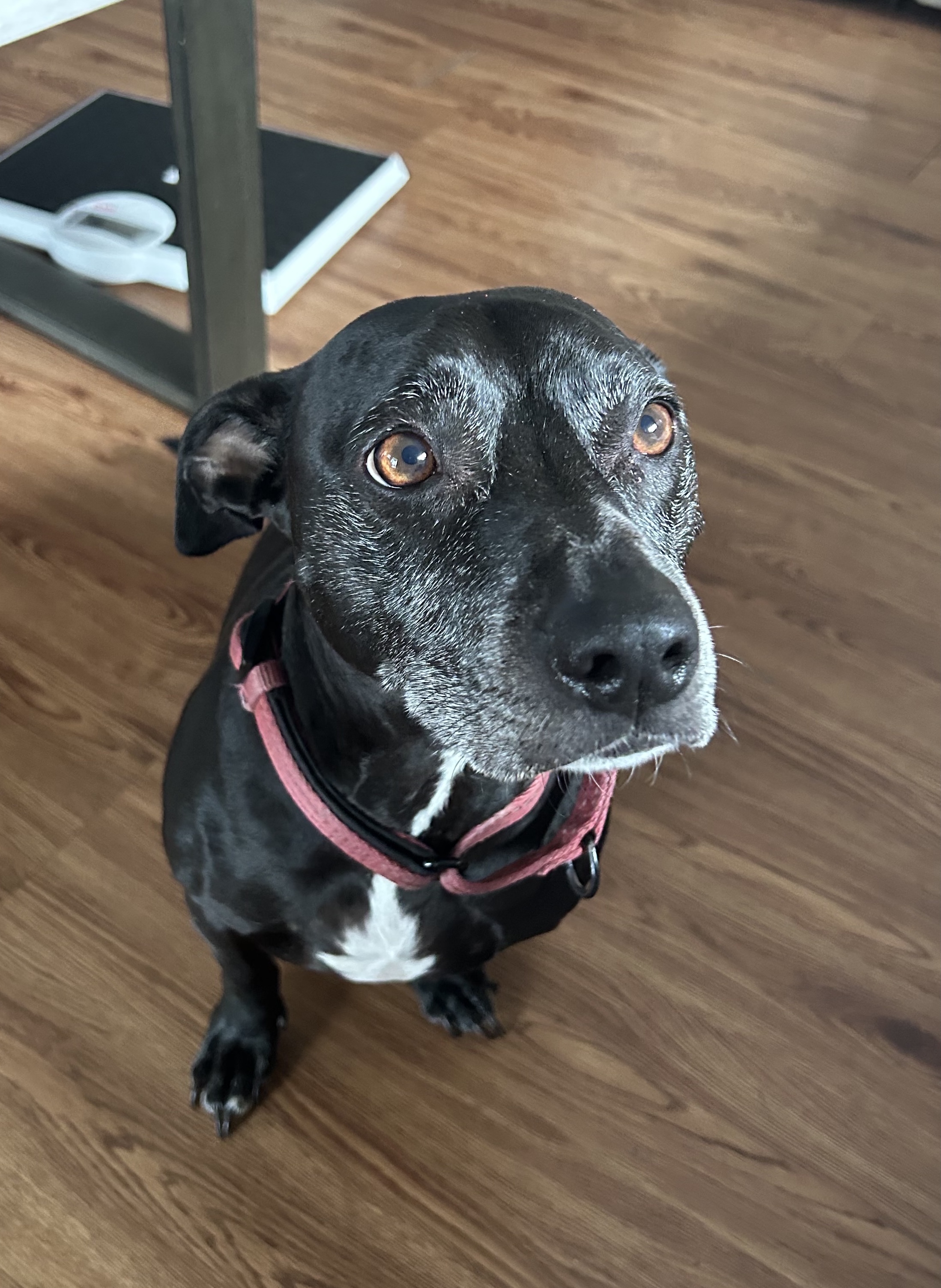 Enlarge Stewart, a Adoptable mixed breed in Garden City, MI image 1/3