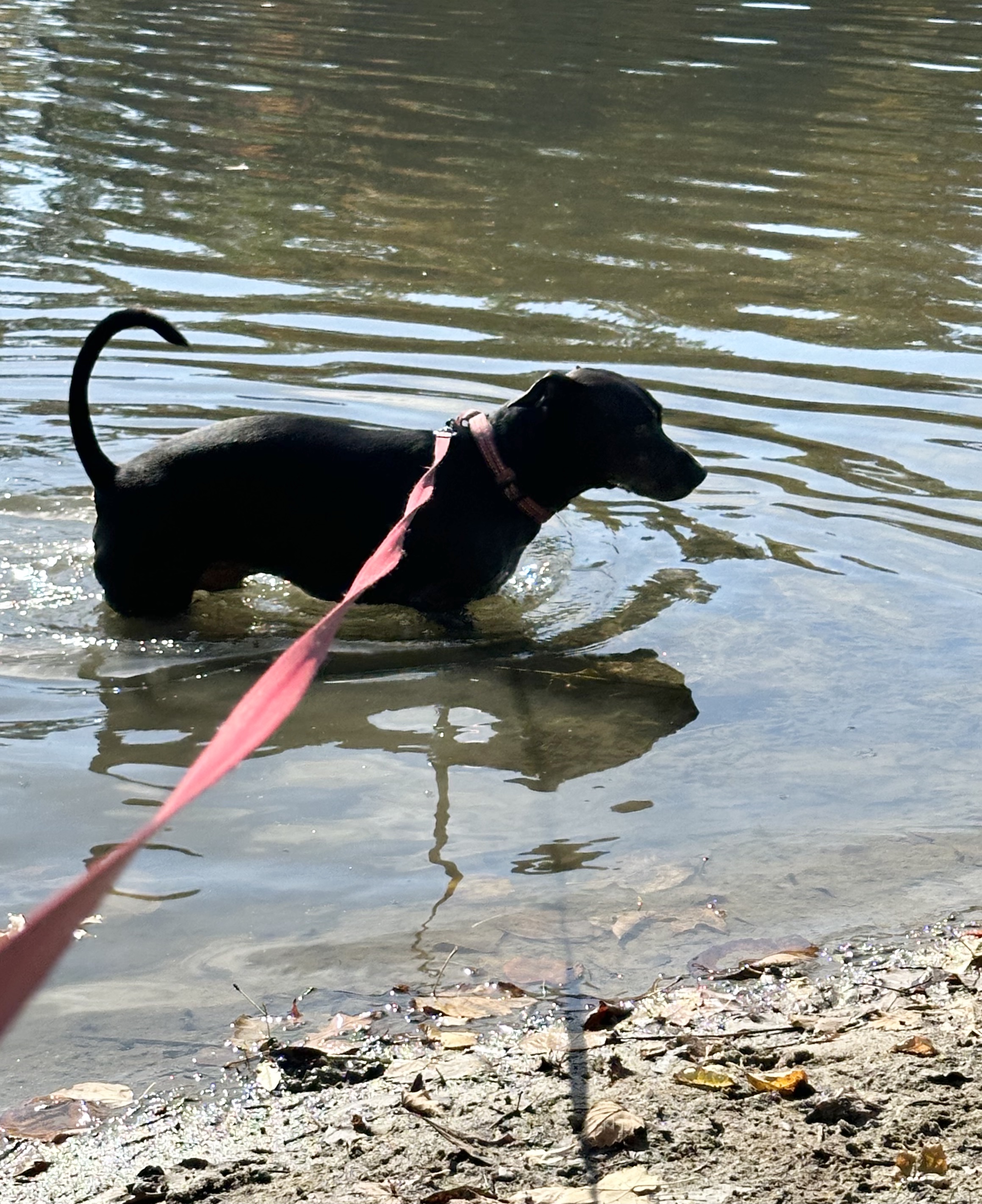 Enlarge Stewart, a Adoptable mixed breed in Garden City, MI image 2/3
