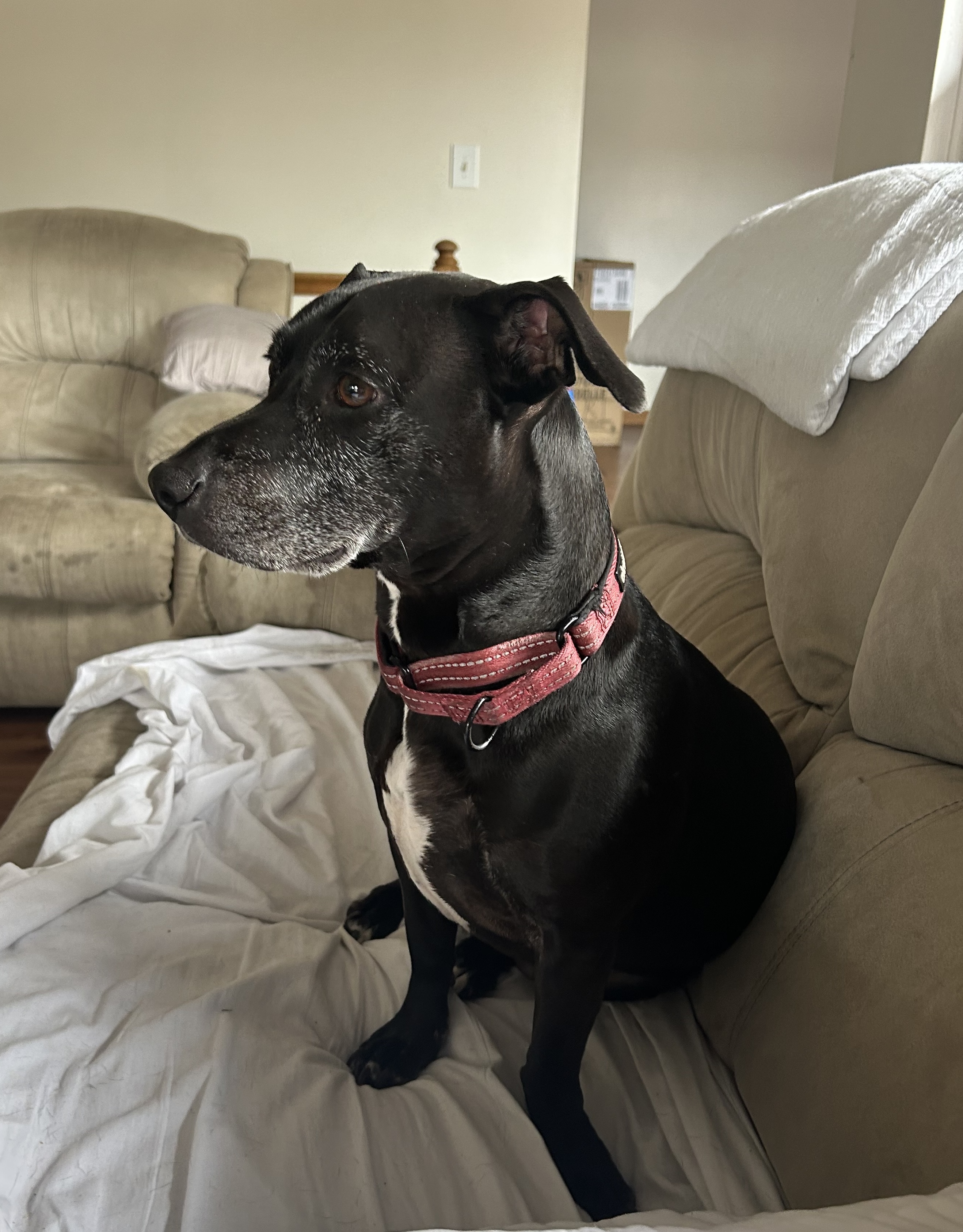 Enlarge Stewart, a Adoptable mixed breed in Garden City, MI image 3/3