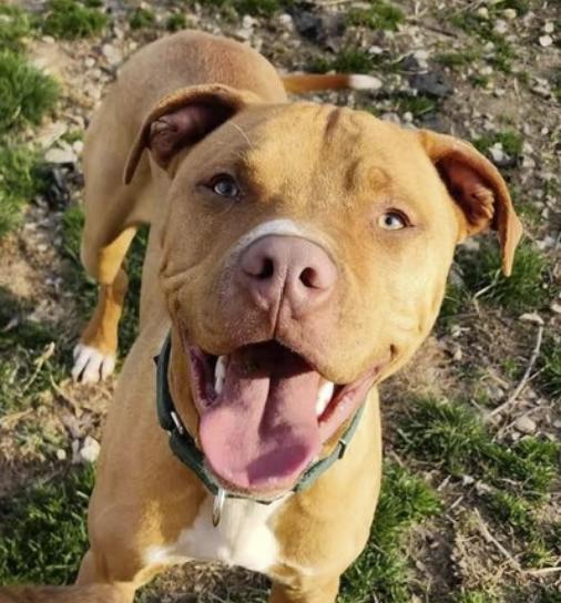 Levi, Adoptable, Adult Male American Staffordshire Terrier.