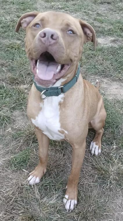 Enlarge Levi, a Adoptable mixed breed in Pleasant Valley, NY image 2/2