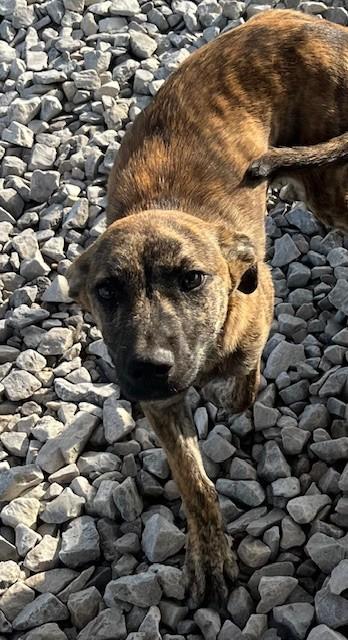 Enlarge Lanai, a ADOPTABLE mixed breed in New Roads, LA image 1/1