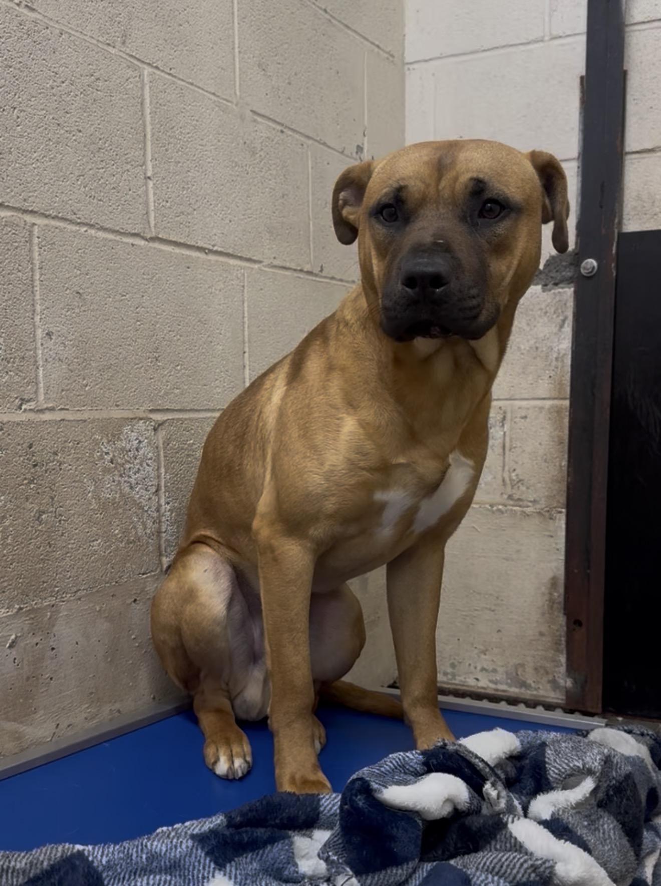 Enlarge Tremble , a ADOPTABLE mixed breed in Chickamauga, GA image 2/3