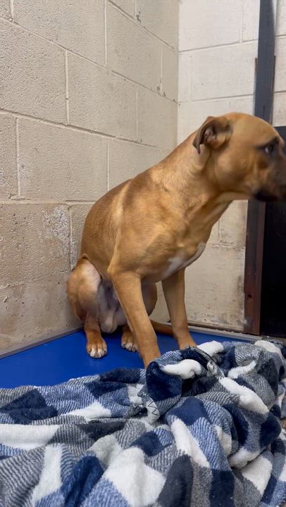 Enlarge Tremble , a ADOPTABLE mixed breed in Chickamauga, GA video 3/3