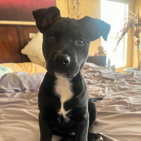 Sasha, Adoptable, Young Female Pit Bull Terrier & Shepherd.