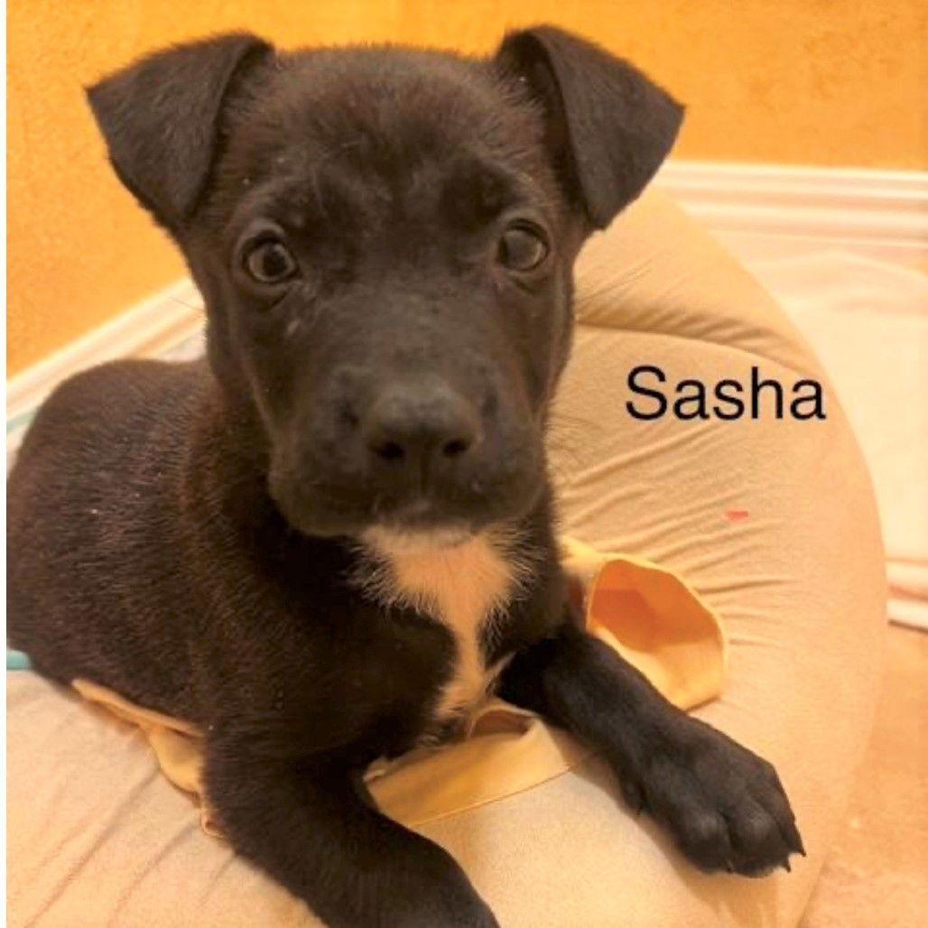 Enlarge Sasha, a Adoptable mixed breed in Oceanside, CA image 2/3