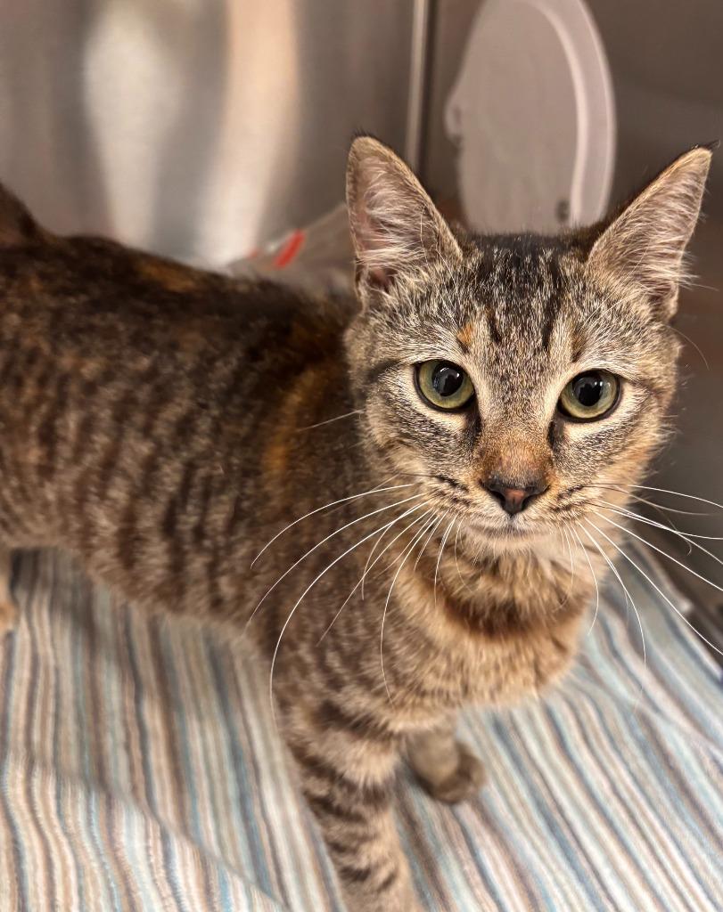 Egg roll, Adoptable, Kitten Female Domestic Short Hair.