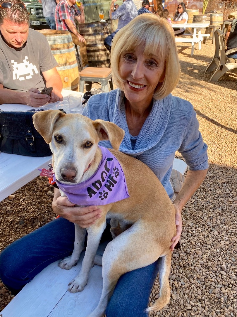 Enlarge Skippy, a Adopted mixed breed in Tucson, AZ image 1/6