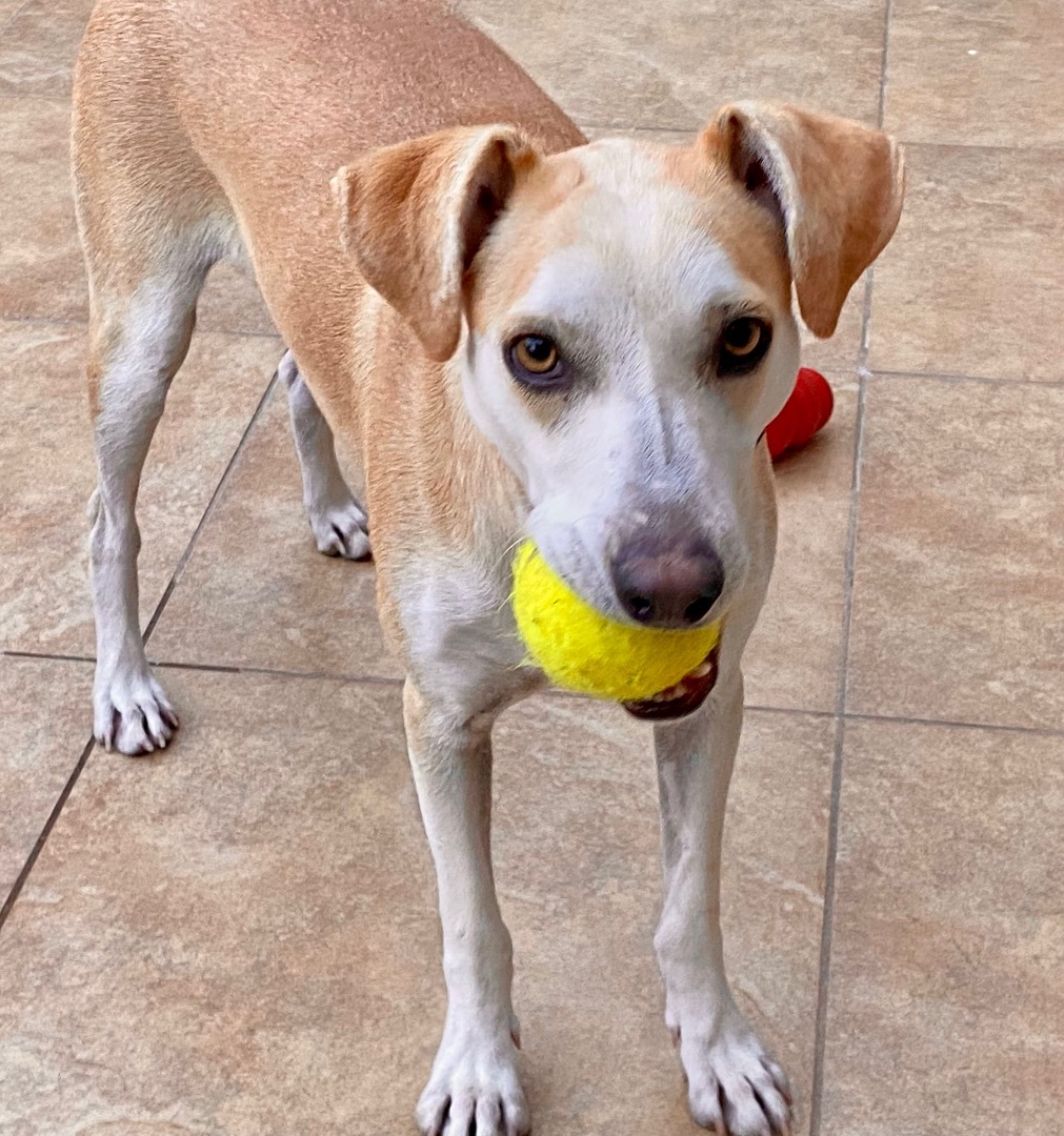 Enlarge Skippy, a Adopted mixed breed in Tucson, AZ image 3/6