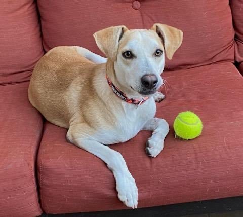 Enlarge Skippy, a Adopted mixed breed in Tucson, AZ image 4/6