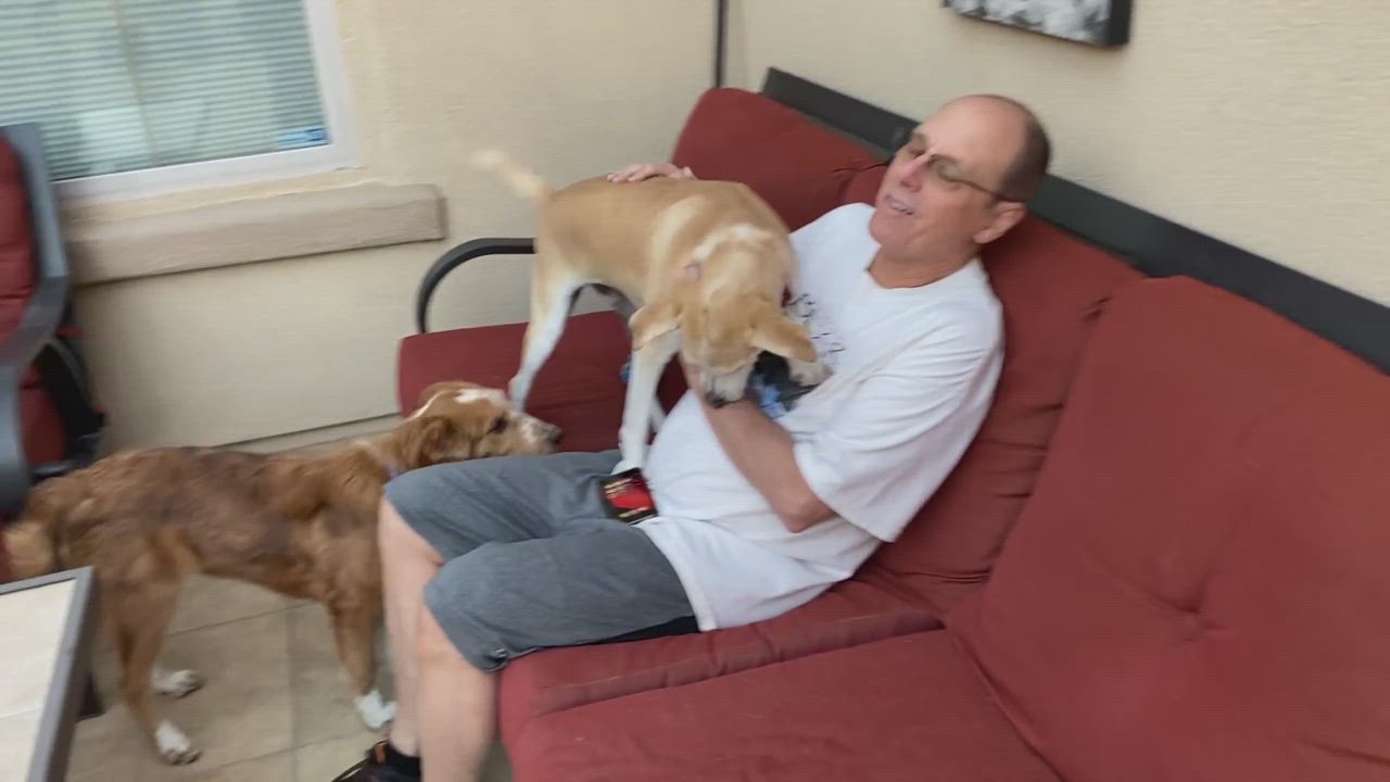 Enlarge Skippy, a Adopted mixed breed in Tucson, AZ video 6/6