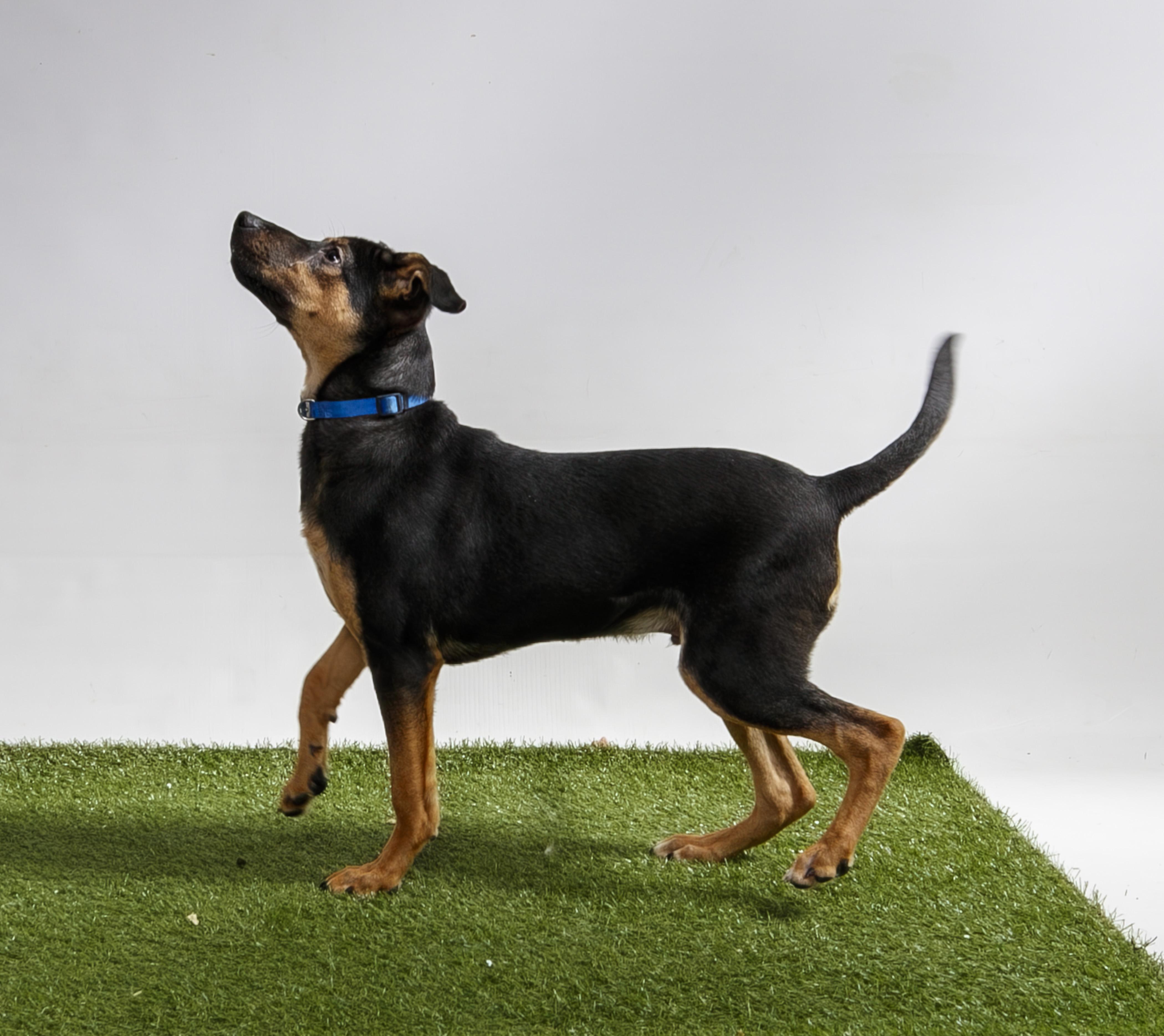 Enlarge Douglas, a Adoptable mixed breed in Harvey , LA image 2/2