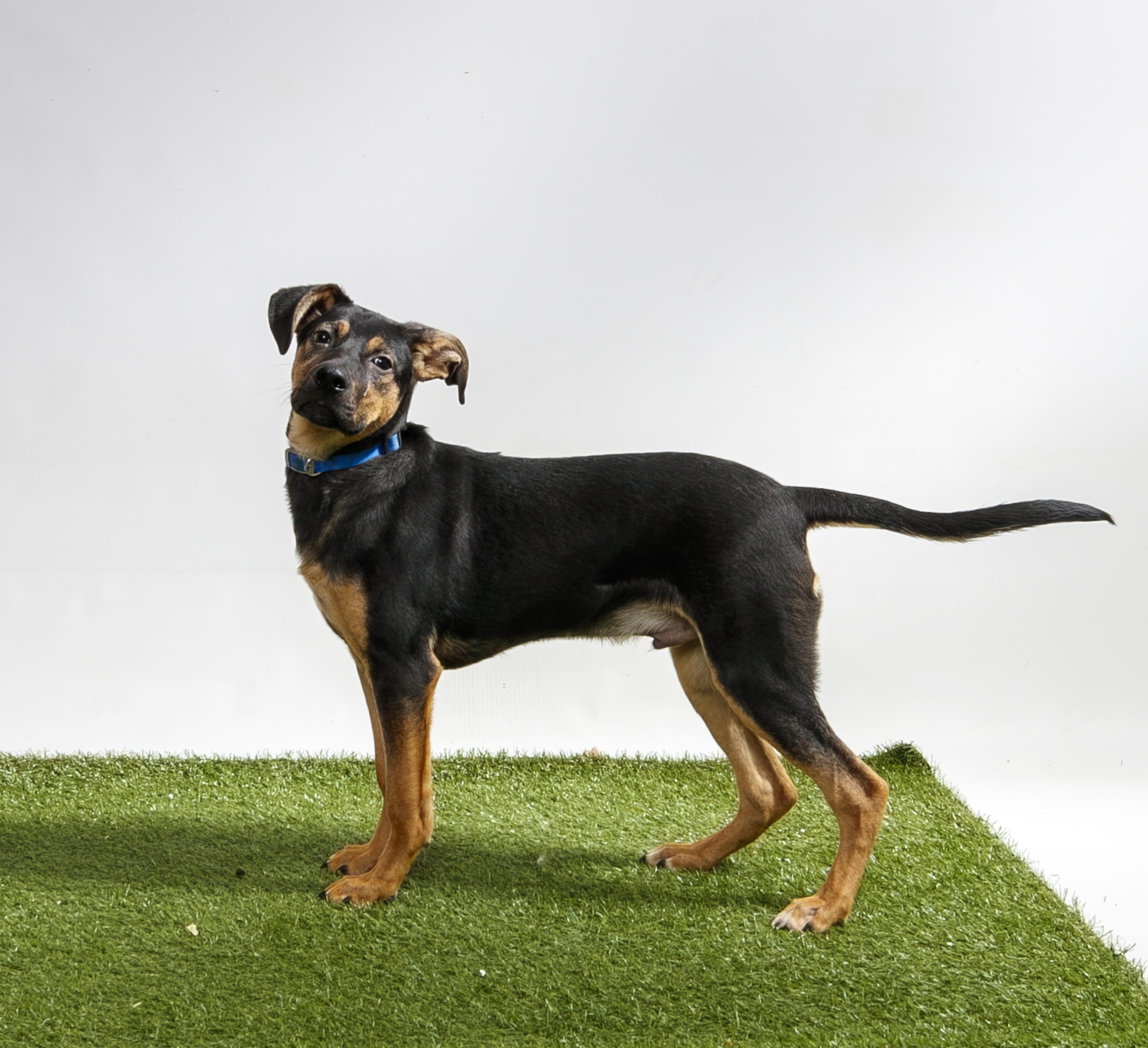 Douglas, Adoptable, Young Male Mixed Breed.
