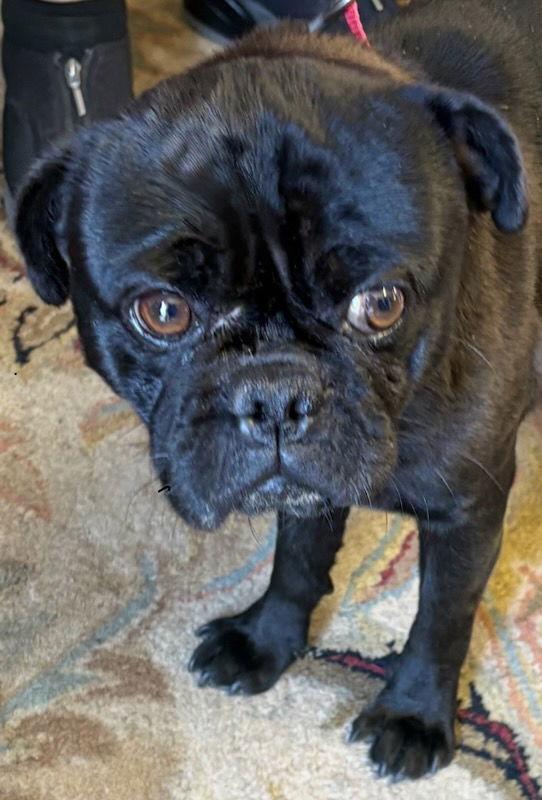 Riley, Adopted, Adult Male Pug.