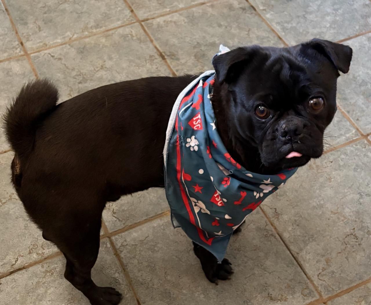 Enlarge Riley, a Adopted Pug in Mentone, CA image 2/2