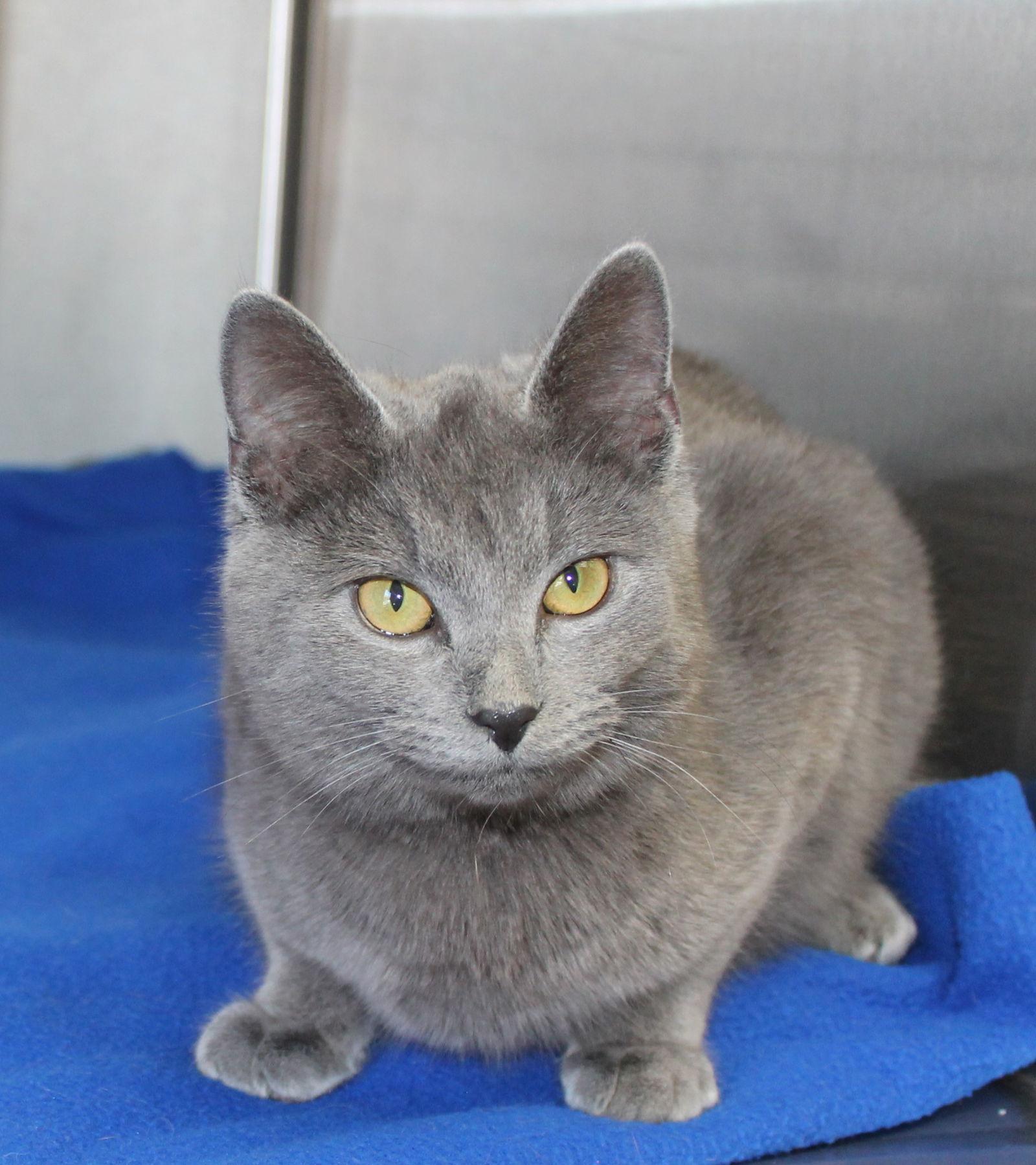 Zelda - 43068, Adoptable, Young Female Domestic Medium Hair.