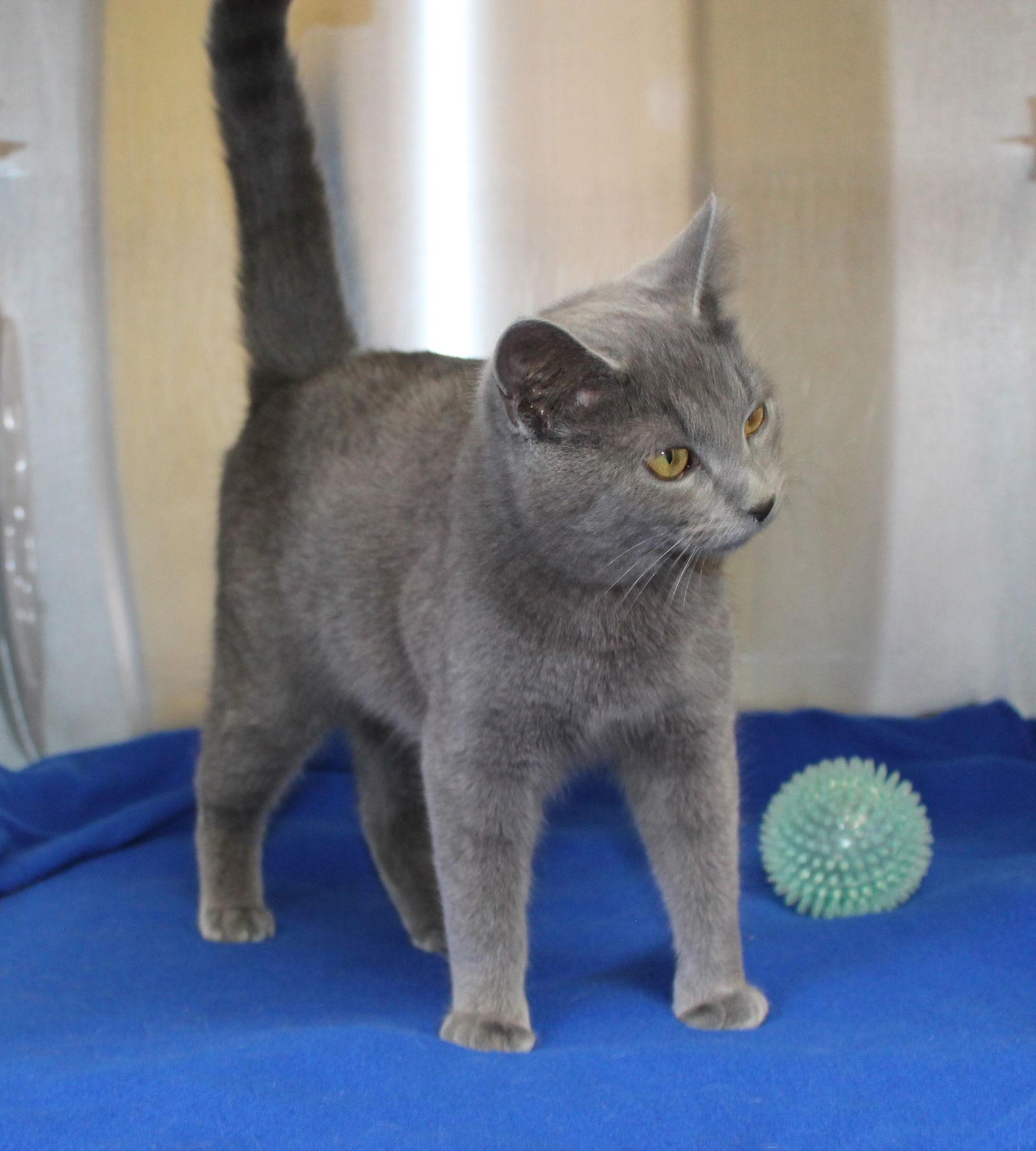 Enlarge Zelda - 43068, a Adoptable Domestic Medium Hair in Prattville, AL image 2/3