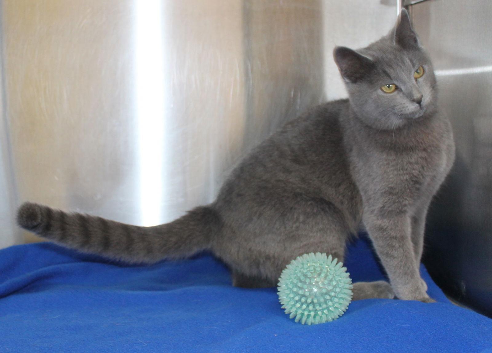 Enlarge Zelda - 43068, a Adoptable Domestic Medium Hair in Prattville, AL image 3/3