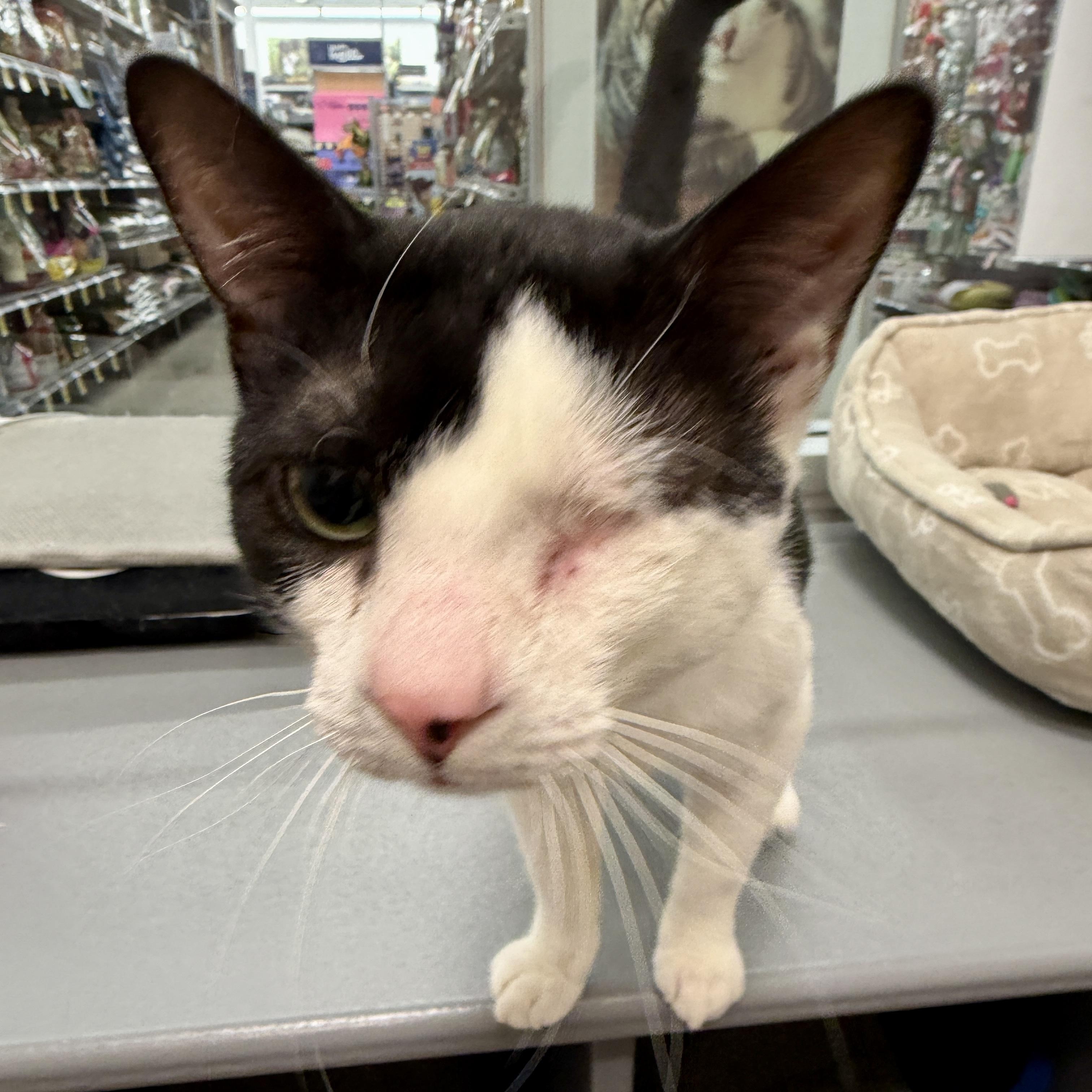 Bowie, an adopted Domestic Short Hair in Oldsmar, FL image 2/2