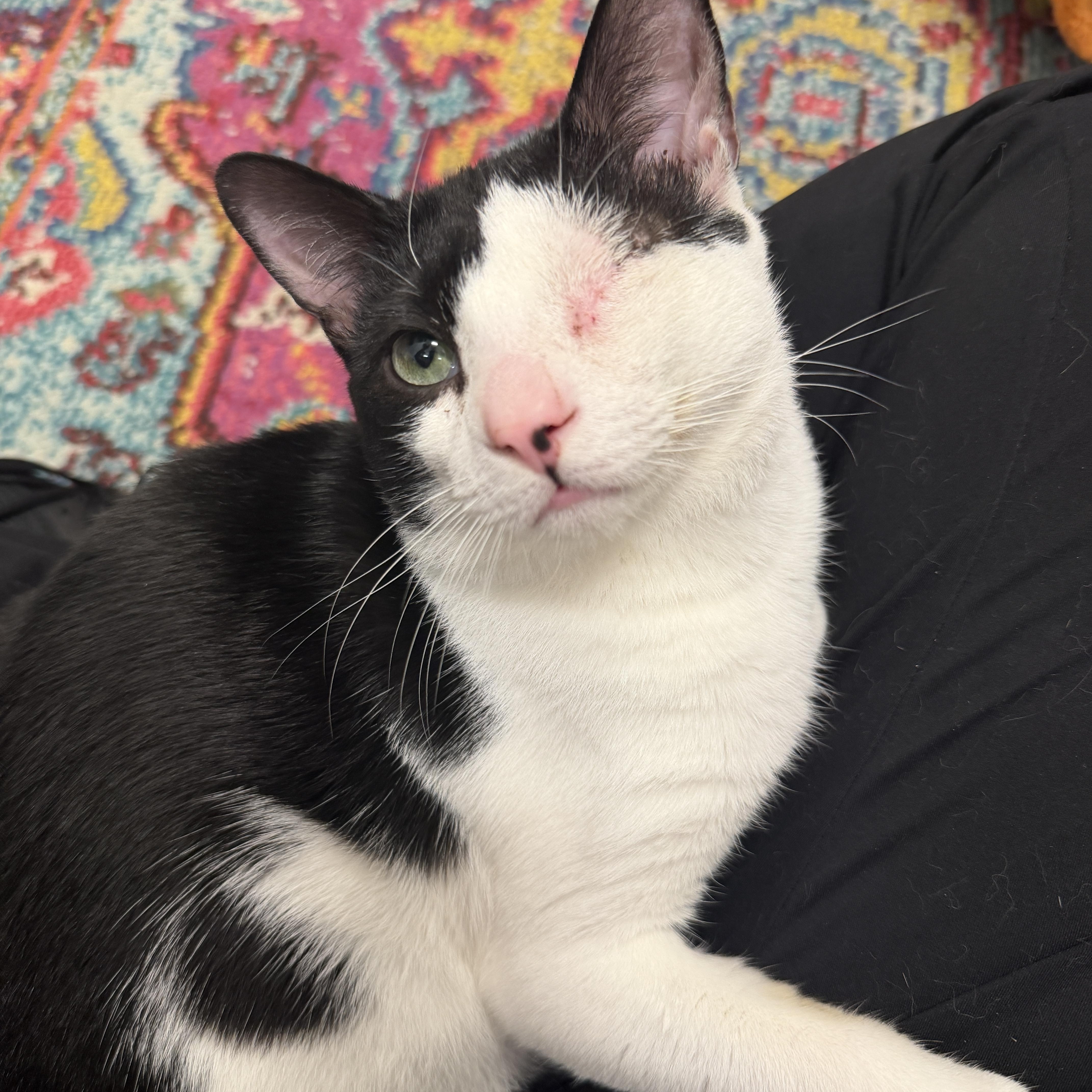 Bowie, an adopted Domestic Short Hair in Oldsmar, FL image 1/2