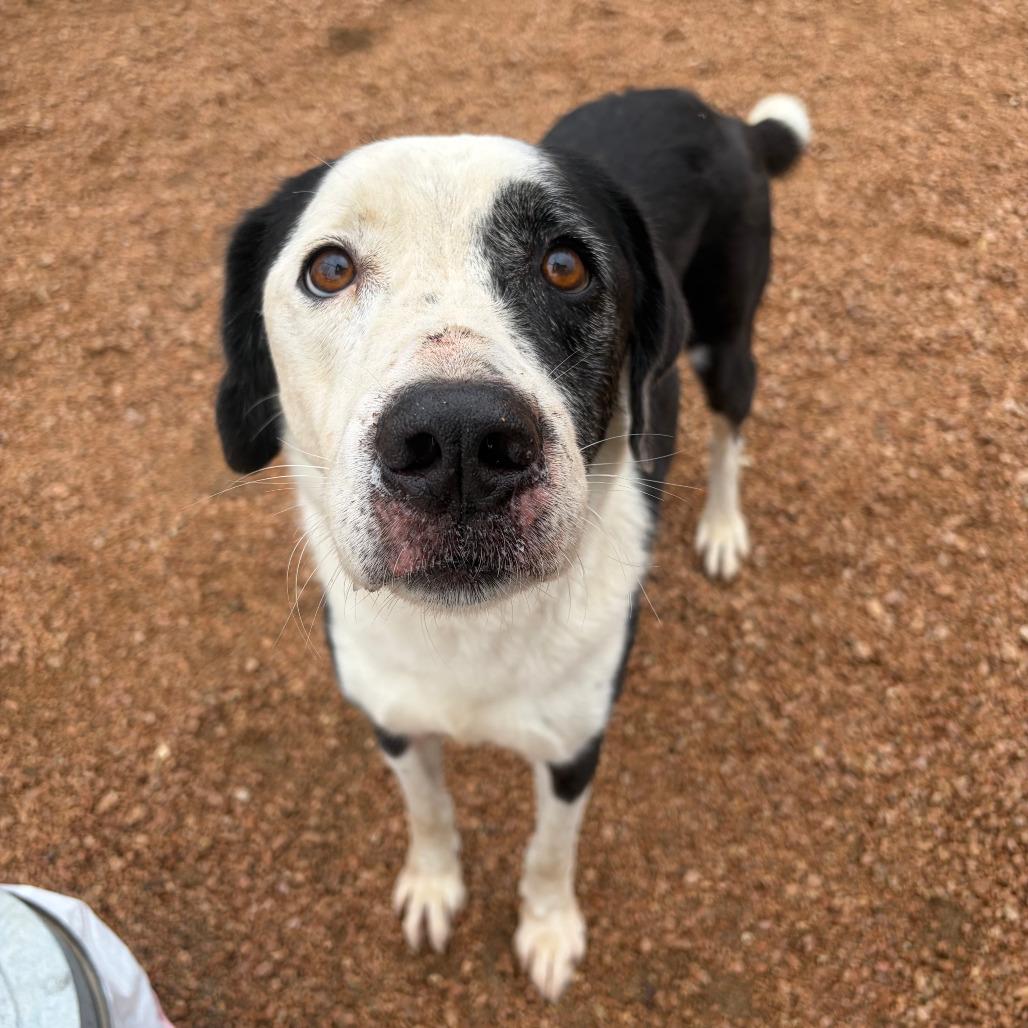 Lucky, a Adoptable Mixed Breed in Kerrville, TX image 2/4