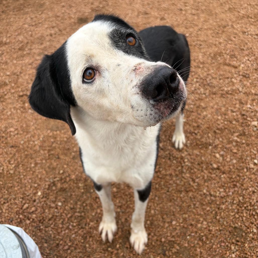 Lucky, a Adoptable Mixed Breed in Kerrville, TX image 3/4