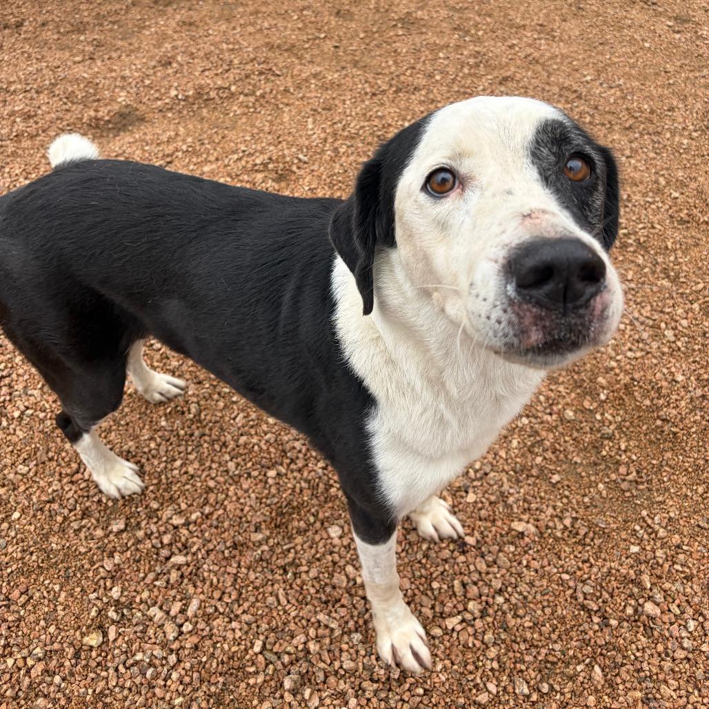 Lucky, a Adoptable Mixed Breed in Kerrville, TX image 4/4