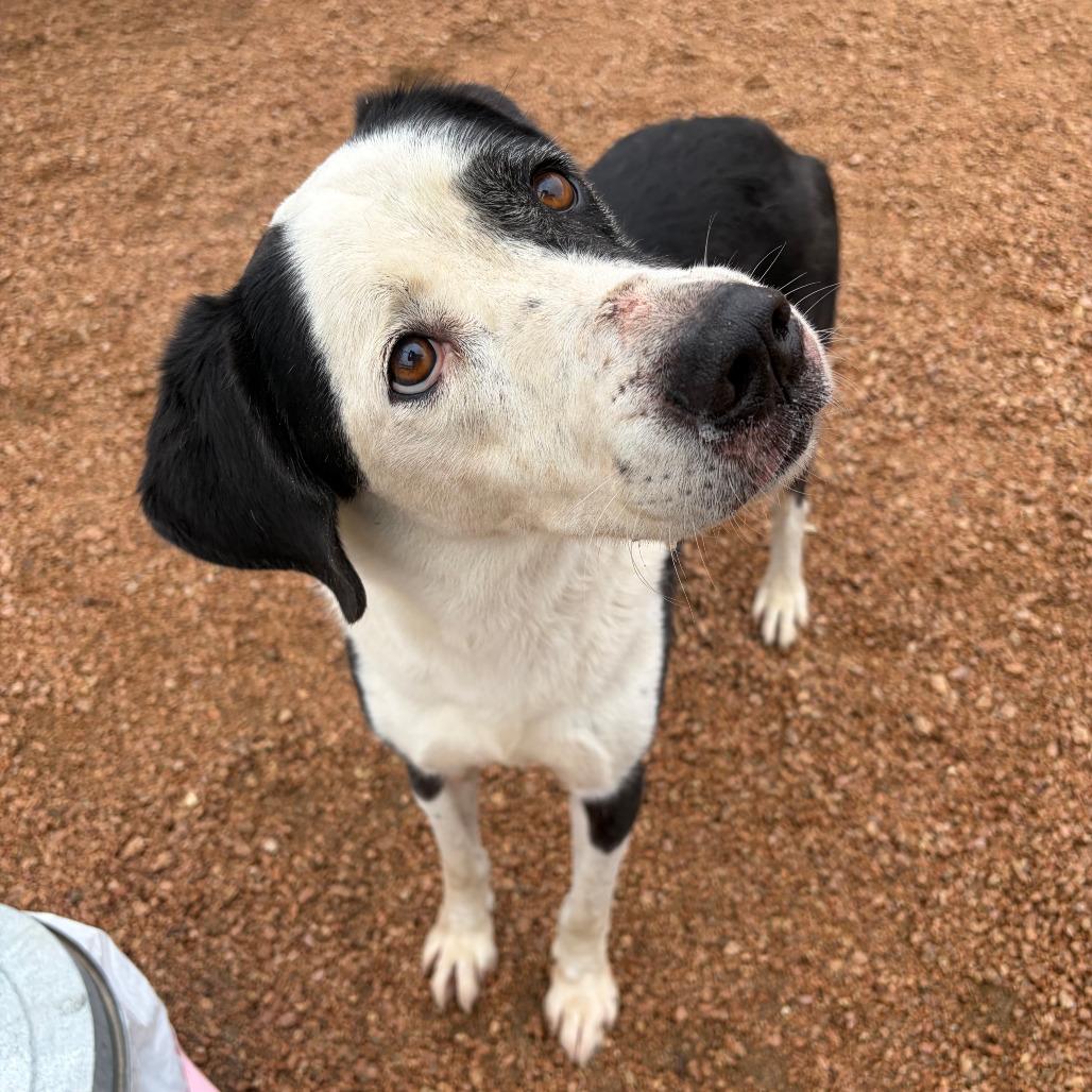 Lucky, Adoptable, Senior Male Mixed Breed.