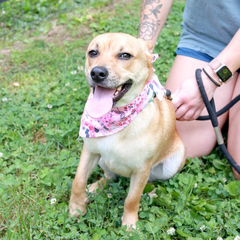 Enlarge Gidget (Female), an adopted mixed breed in West Grove, PA image 5/6