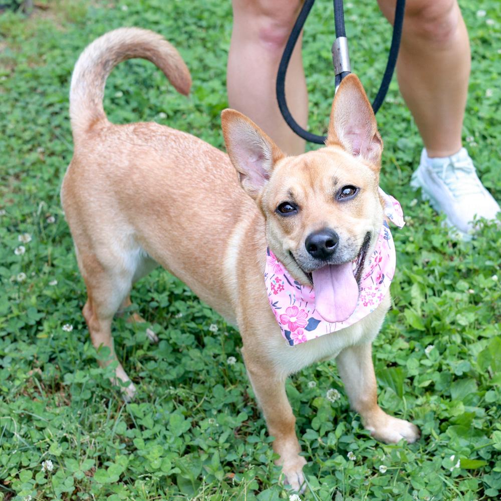Enlarge Gidget (Female), an adopted mixed breed in West Grove, PA image 1/6