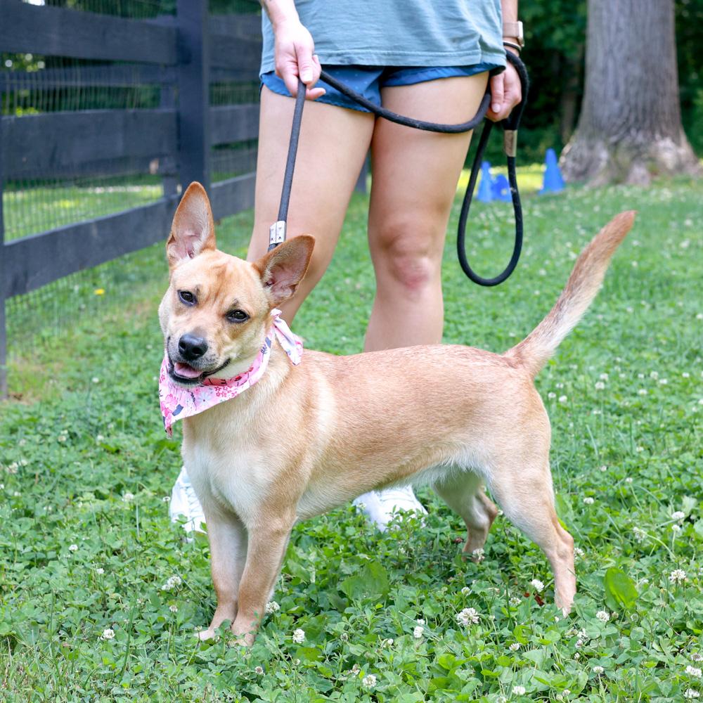 Enlarge Gidget (Female), an adopted mixed breed in West Grove, PA image 3/6