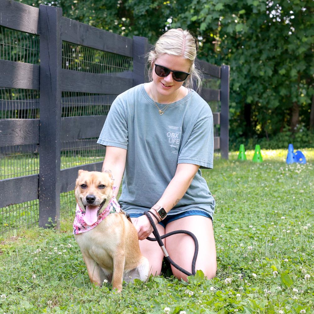 Enlarge Gidget (Female), an adopted mixed breed in West Grove, PA image 4/6