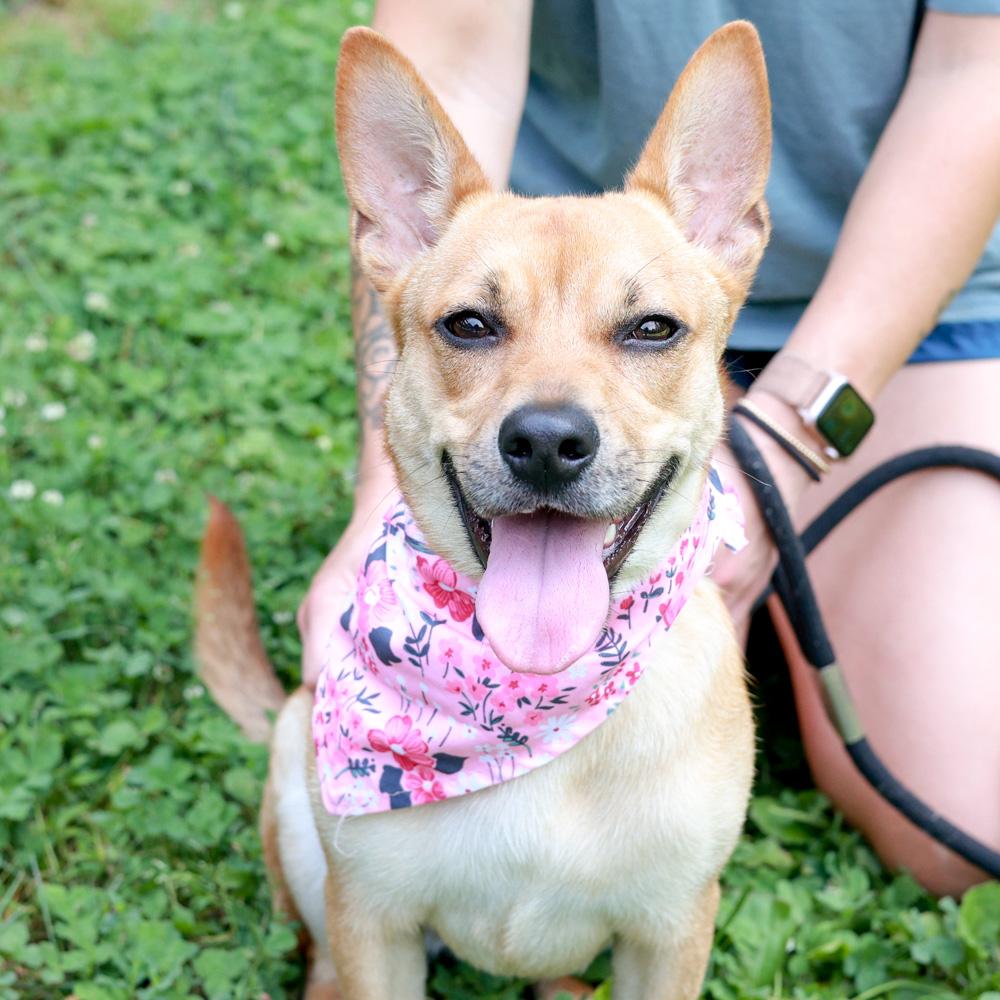 Enlarge Gidget (Female), an adopted mixed breed in West Grove, PA image 2/6