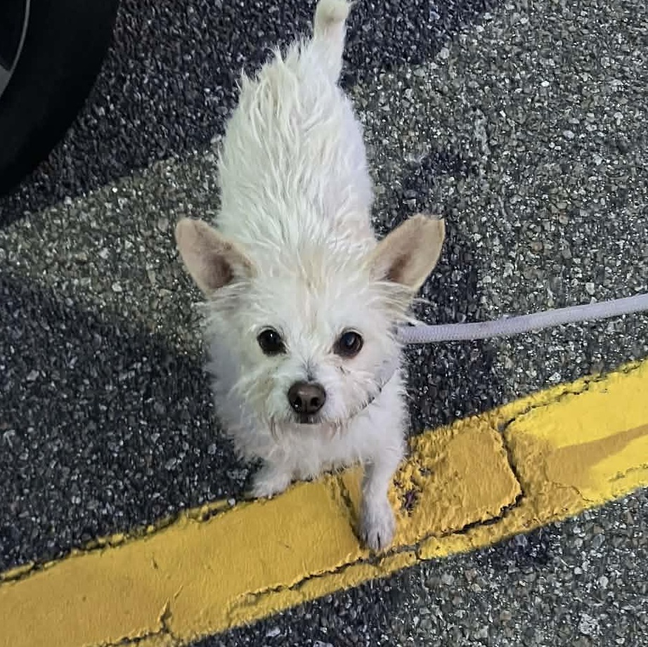 Ivan, a Adoptable Wirehaired Terrier in Bolivia, NC image 5/6