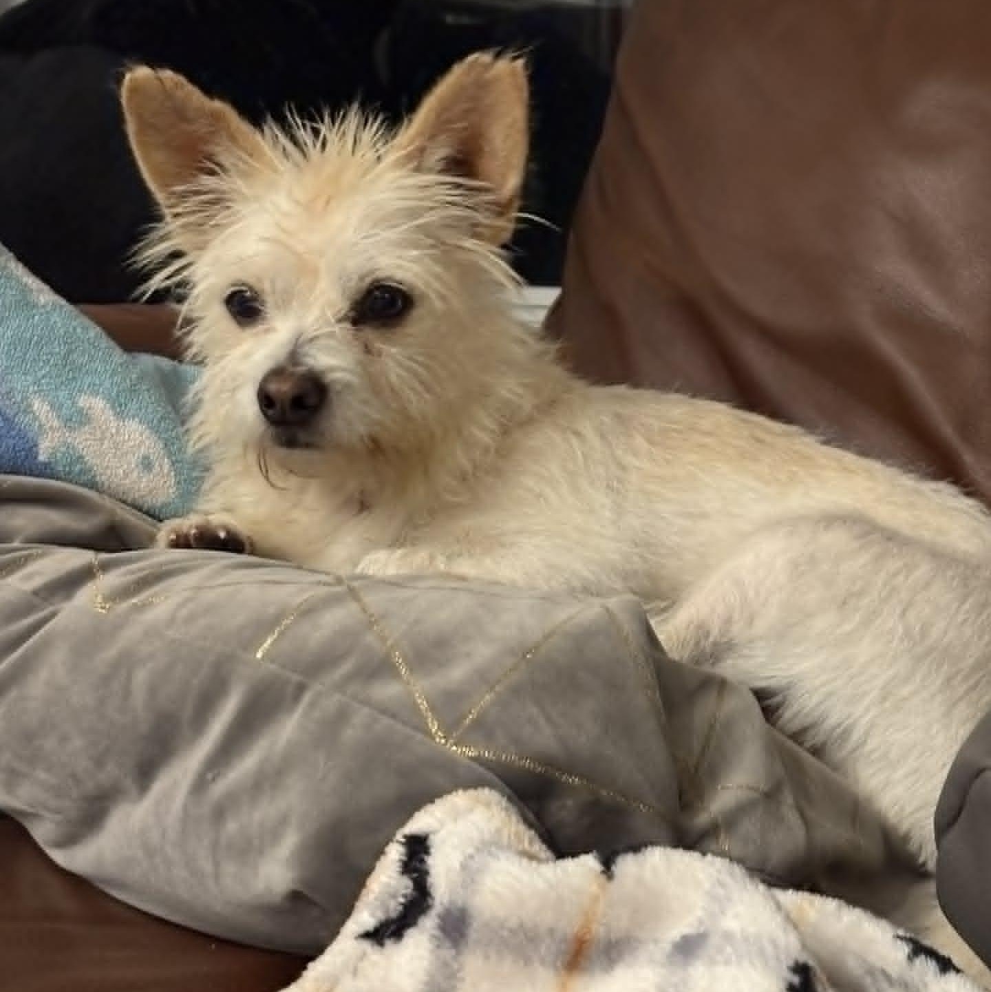 Ivan, a Adoptable Wirehaired Terrier in Bolivia, NC image 2/6